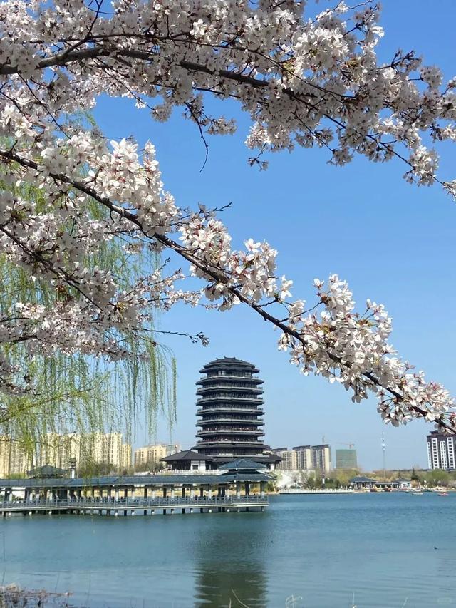 循着花香“走花路”！2026淄博淄博春日赏花日历来啦！