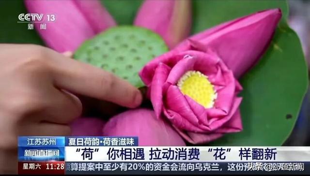 人气超旺！“荷花市集”再获关注