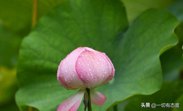 末伏雨荷藏东夷文化密码!从花苞到盛放,解码万物写给人间的情书