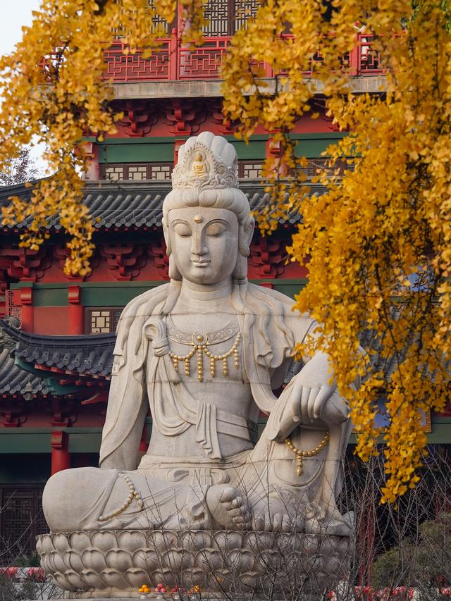 南京毗卢寺｜一场被银杏染金的秋日静心之旅