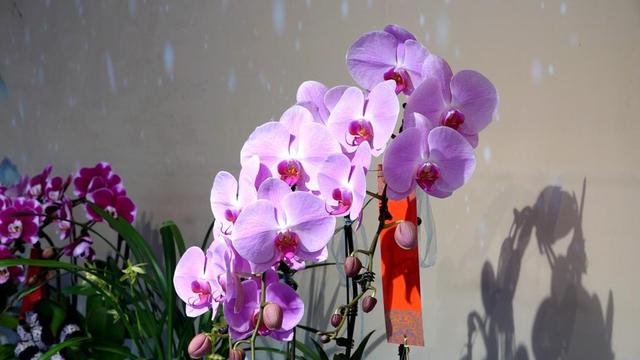 近200盆名兰！颐和园这个免费展览，展出至