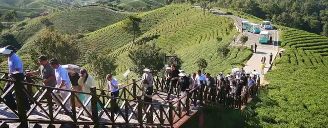 本地特色与茶旅融合