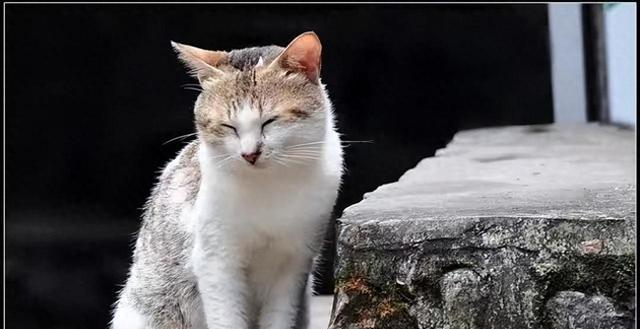 故宫有200多只猫，从未有人驱赶	，单霁翔院长：它们是活着的文物