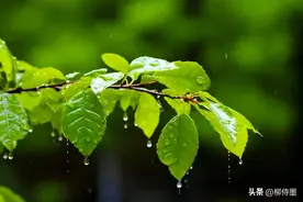 雨天拍照诗意唯美，摄影高手“打个样”，照片高级有意境图片