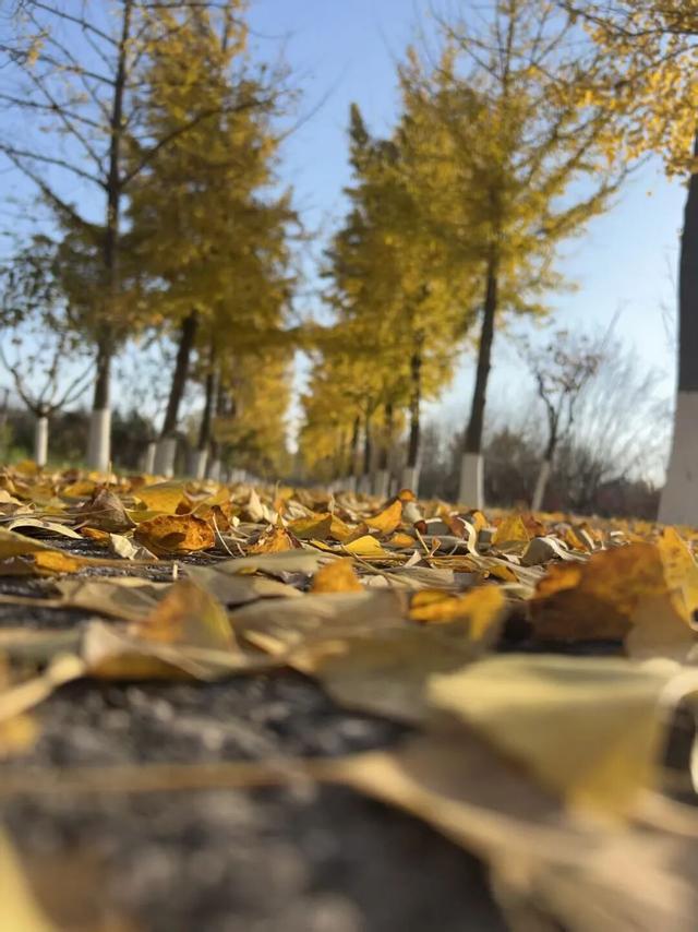 初冬诸城，小城意暖正当时