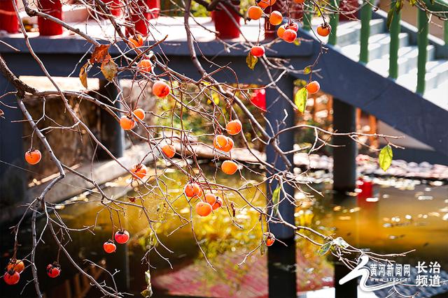 红透山间！长治老顶山“柿”意正浓