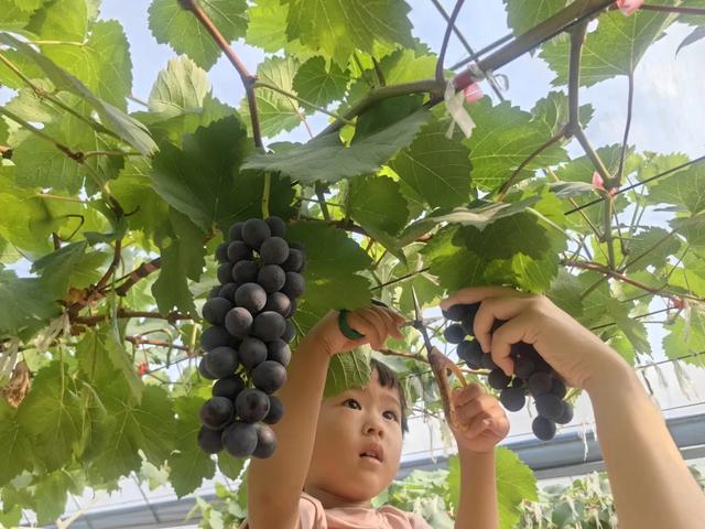 葡萄、荔枝、西瓜、莲雾……厦门夏日采摘上新啦！
