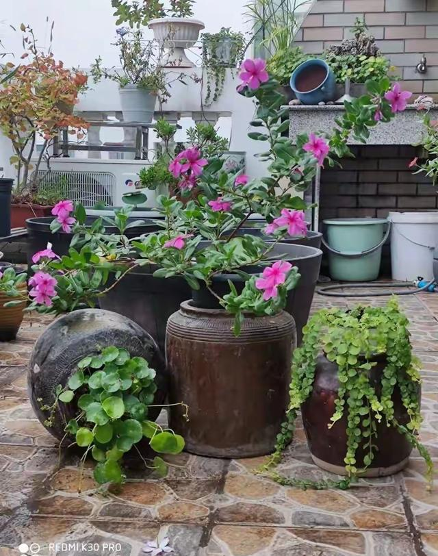 有了院子，一定要放个水缸，老辈人的智慧，年轻人看不懂？