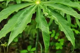 万物有灵 | 天南寥落数颗星——天南星图片