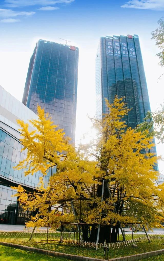 周五宠粉日|国庆赏秋,快收藏这份上海Citywalk指南,更有豫园门票等你来领!