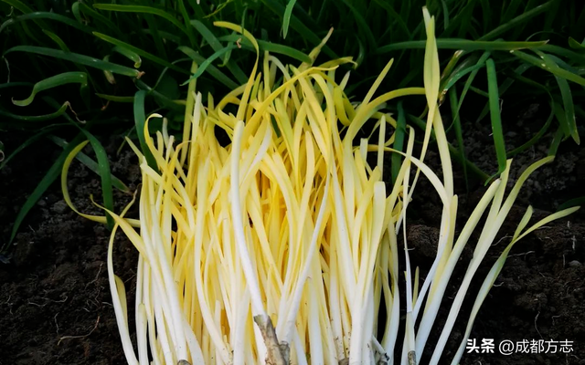 上链接！这些成都硬核特产，不买不行→