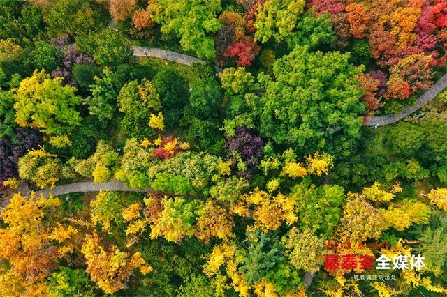 泰城深秋遍染金裳 斑斓画卷映眼帘