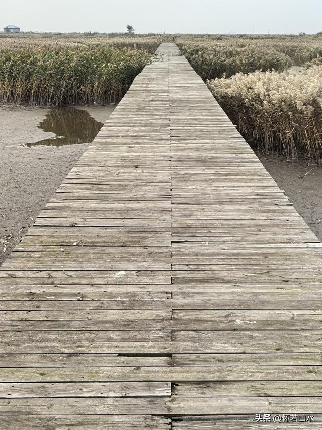 2025辽宁赏秋之旅日记(6)——到辽河口中国最北海岸线看日出 观鸟