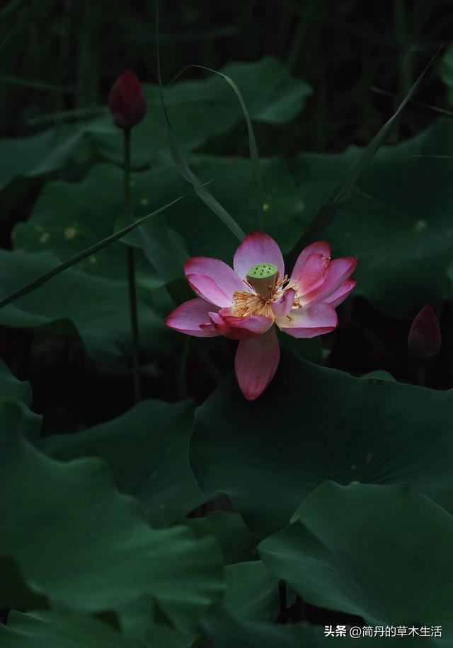 骑上我的小毛驴去遛弯