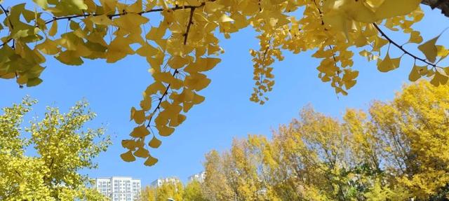 寻美薛城丨金色之约！森林公园银杏黄了！