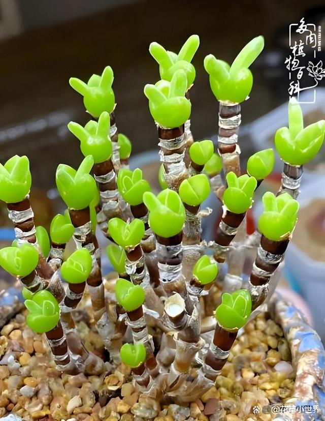 女子晒“已苏醒的小兔子”，萌萌的好可爱，网友：长大后会变残