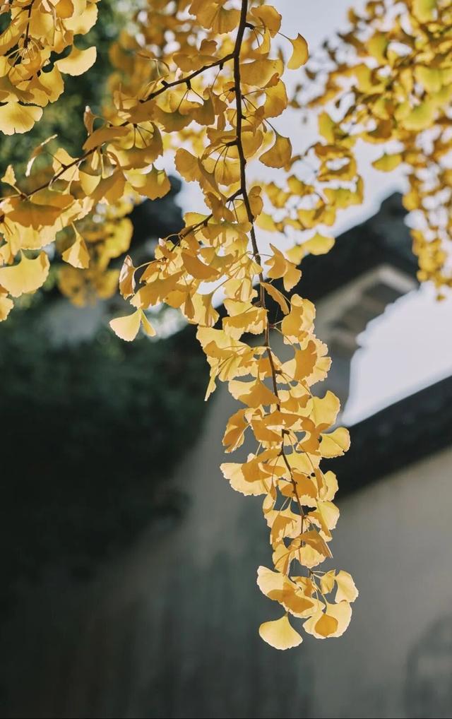 江阴版“西红柿炒蛋”，上线了！