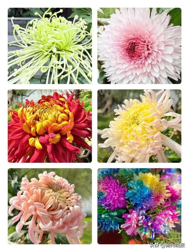 瘦西湖菊花会11月1日开幕,看看有啥亮点?
