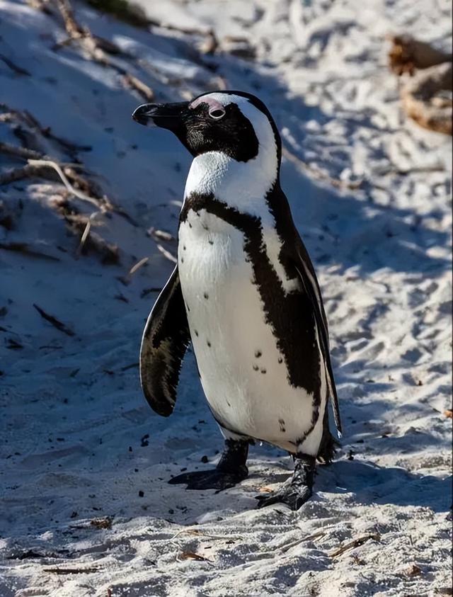 最近爆火的“高雅人士	”企鹅表情包	，究竟什么来头？