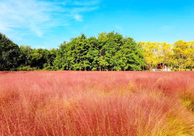来啊！抓住粉黛小尾巴，错过再等一年！