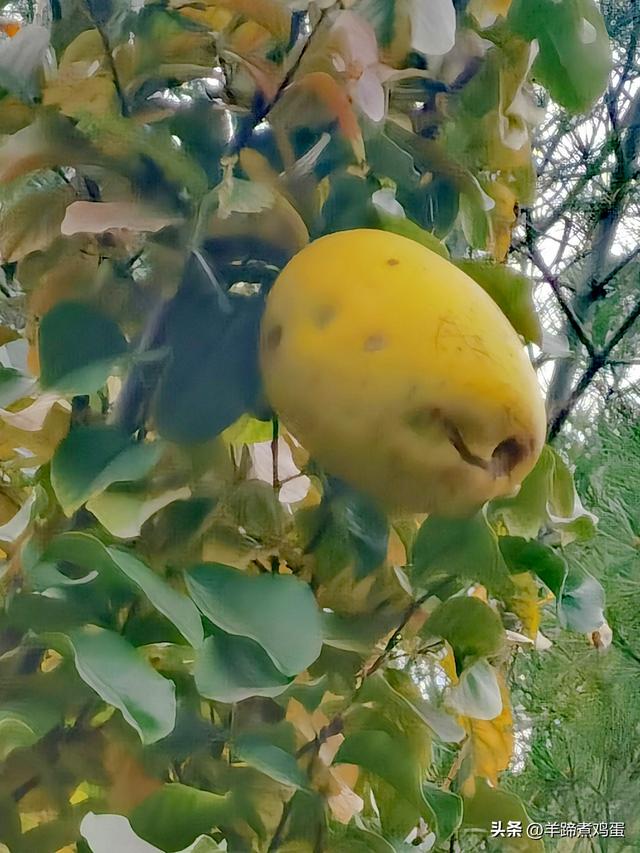 秋风独宠一园菊，晚来香艳出樊篱——北京北海公园2025年菊花展