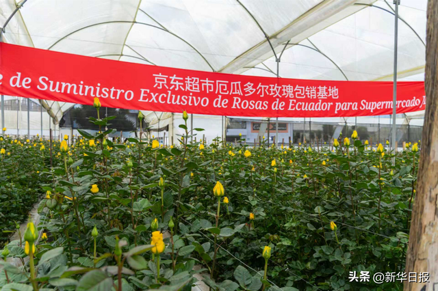 京东超市与厄瓜多尔玫瑰头部庄园战略合作 打造海外直采高端鲜花供应链