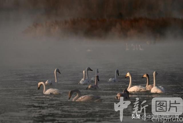 辽宁朝阳：冬季到天鹅湾看天鹅