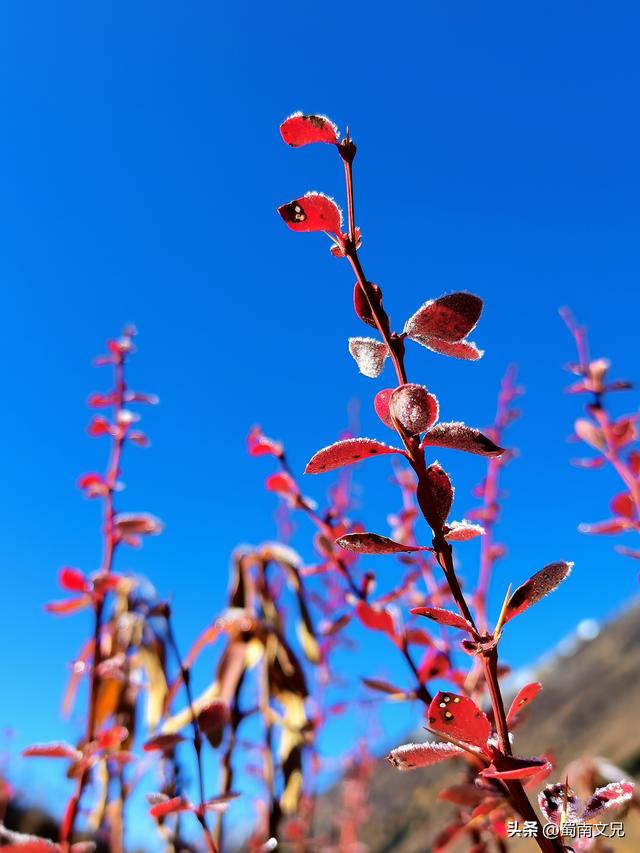 #阿坝头条#理小路，有人称之为川西的独库公路