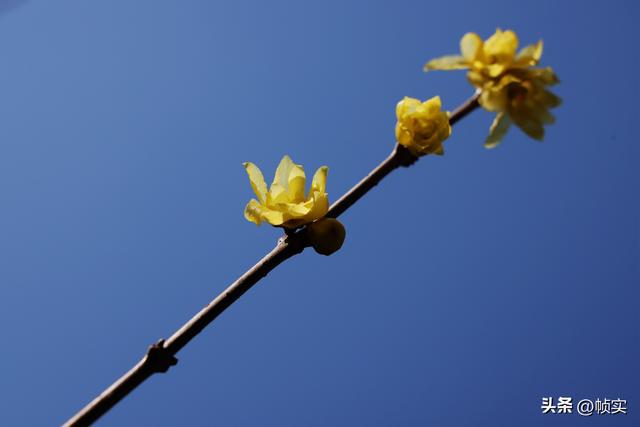 “蜡”么美“蜡”么香，上海公园蜡梅绽放即将迎来盛花期