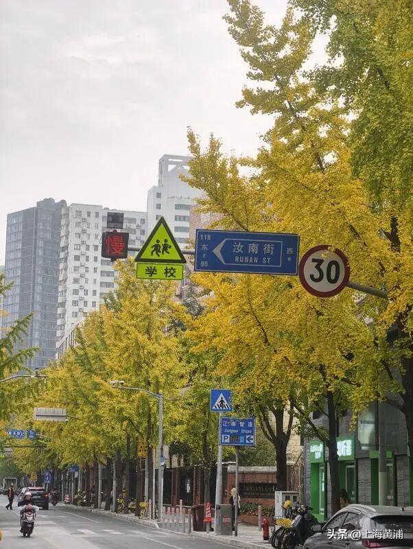 局门路银杏渐入佳境，引路人纷纷驻足打卡