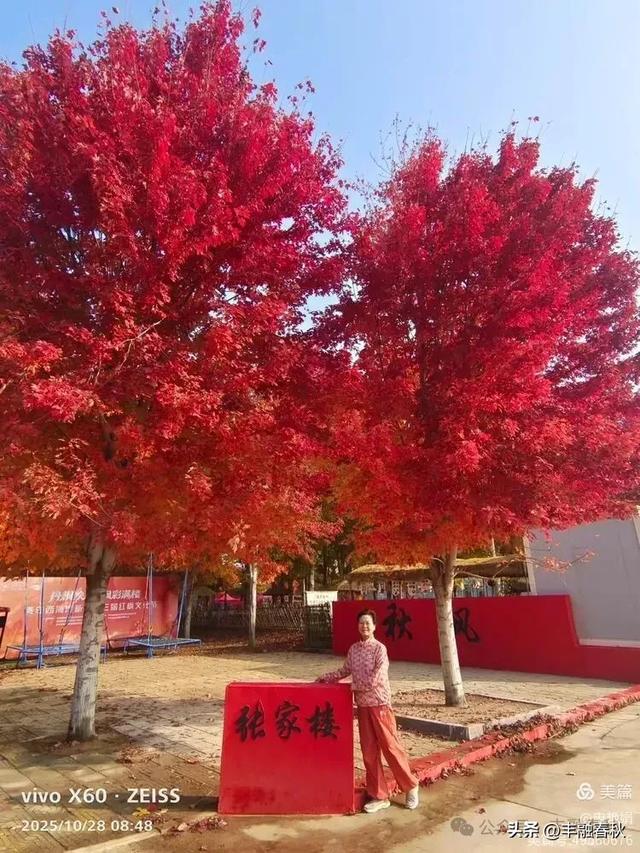 丹枫映秋，枫彩满楼｜申艳娟