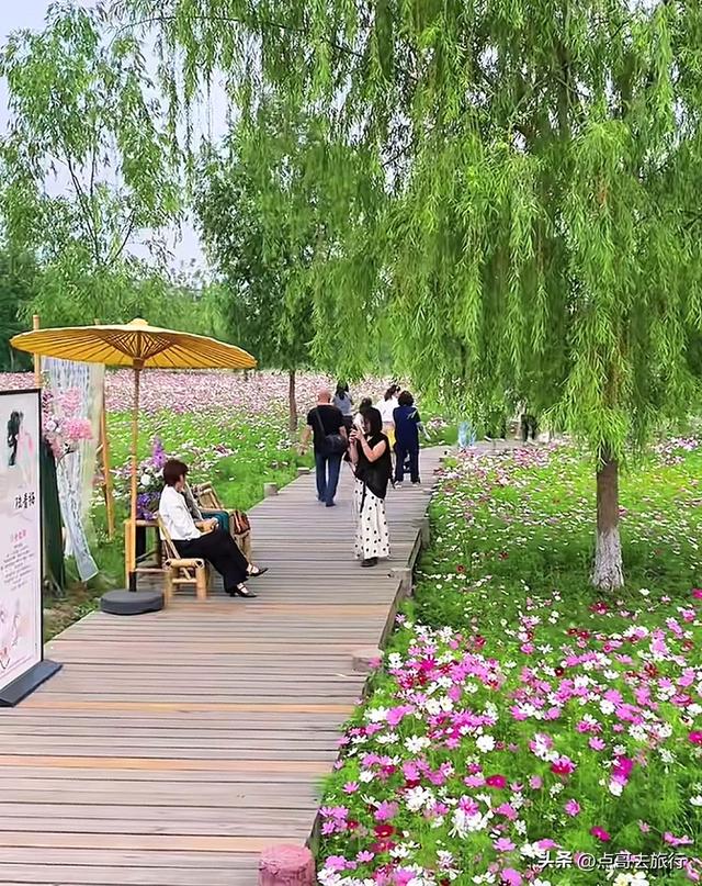 成都邛窑遗址公园，藏着格桑花海，壮观惊艳令人称奇，不要门票！