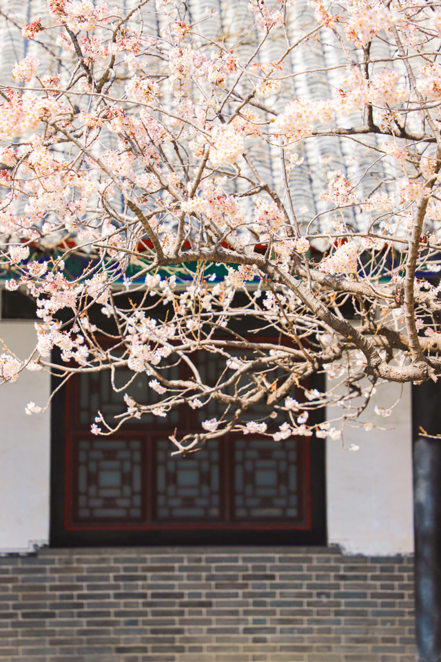 用四时好景打开曲阜三孔景区，留存每一帧中式浪漫！