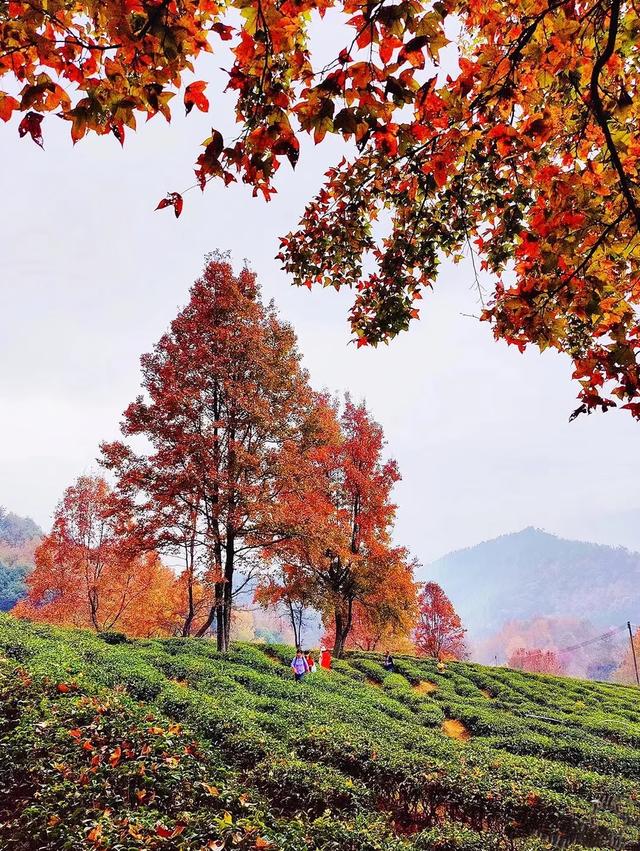 广东哪里赏秋？四条绝美自驾路线遇见南国红叶黄叶