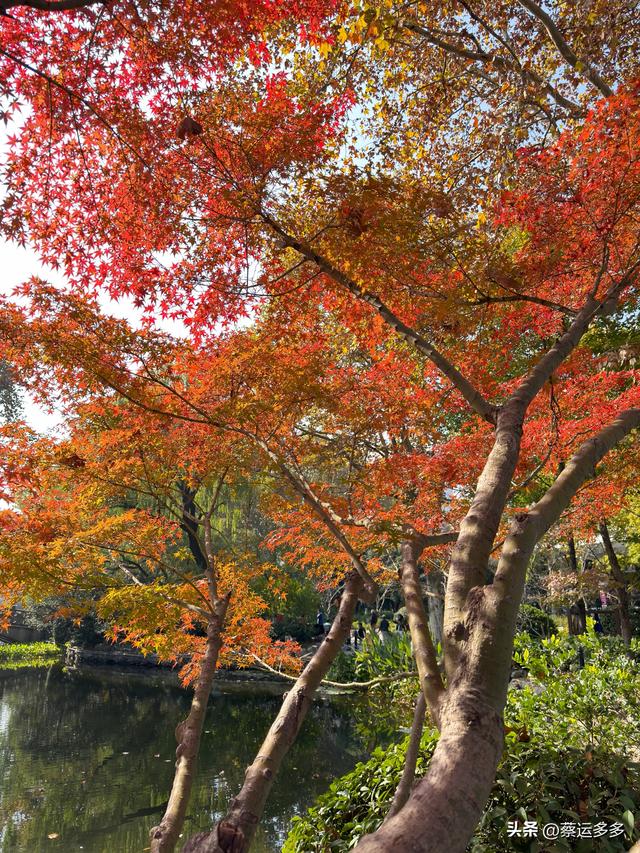 沿着鲁迅的足迹，赏上海秋日美景