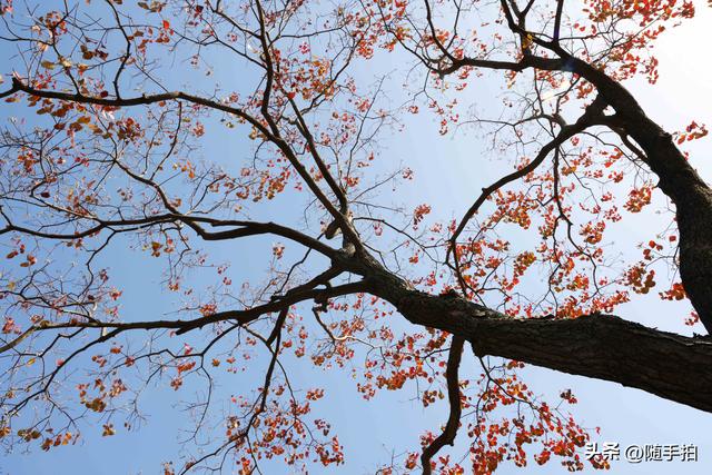 上海：闵行“小外滩”的乌桕“换妆”秋意浓错过成“遗憾”