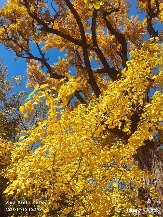 青岛崂山华严寺：山海间的禅意清响｜申艳娟