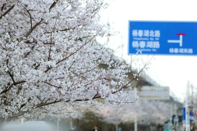 【汇总】武汉小众赏樱点，人少景美不扎堆