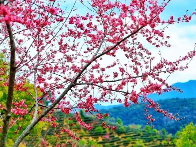 绝美！肇庆梦幻花海带旺全城！