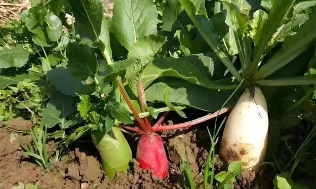 零下6度冻不死，这六种菜现在种正当时