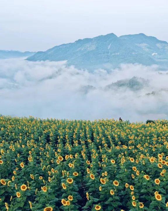 这个夏天，歙县藏了一片会“追光”的清凉仙境！丨皖美夏日
