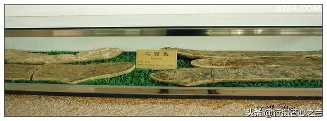 山东行游影记（30）—平邑天宇自然博物馆（五）
