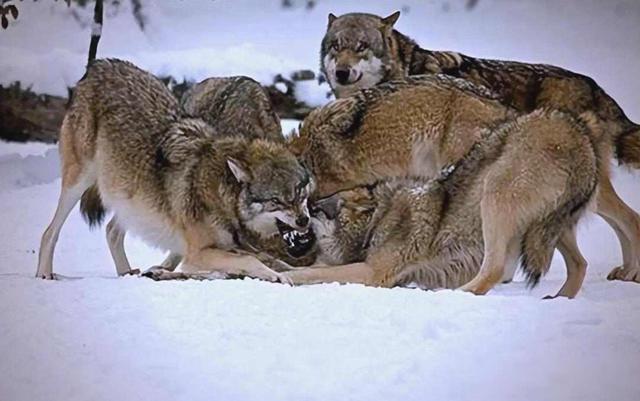 清朝山西，狼吃人有多恐怖？狼群进家吃娃，县志记载让人脊背发凉