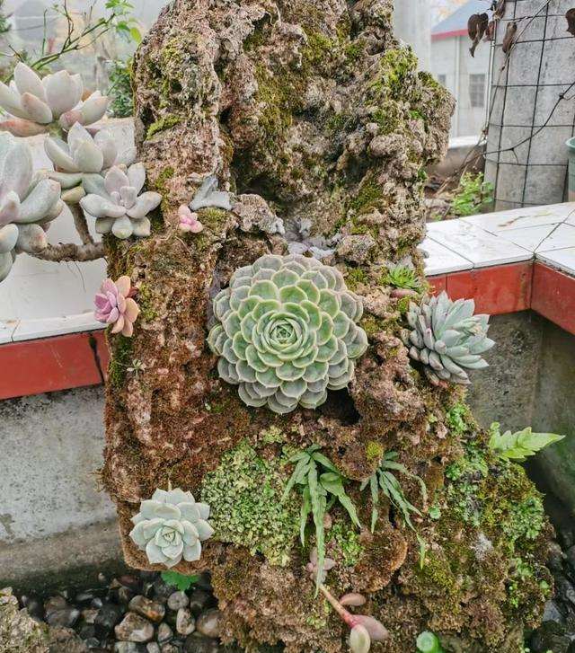江苏一农家小院，因“把多肉种在树上”而走红，游客纷纷来围观