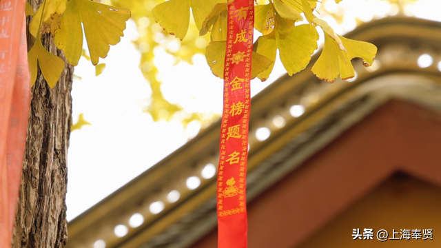 秋赴金汇！藏在古寺旁的800年银杏，每片叶子都藏着时光的故事