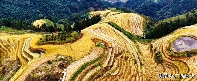 龙脊不“剪”秋,梯田收割正当时快来体验~