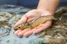 养殖活虾“遇冷”，为啥吃的越来越少，有4个原因，太现实了！图片