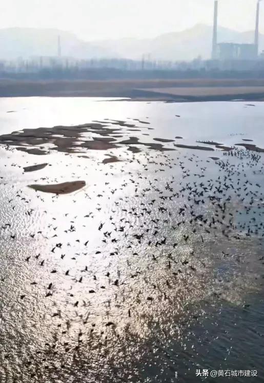 有人在黄石拍到！画面超震撼