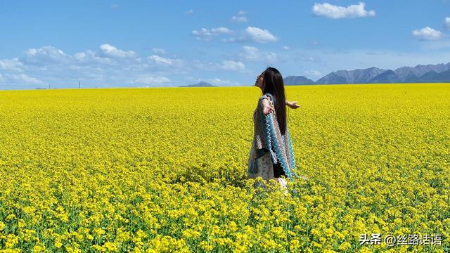 【古韵山丹风悠扬】油菜花开，山丹马场唤你来！