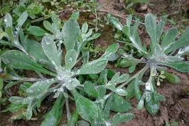 鼠曲草有“草中燕窝”之称，春天不可错过的野菜，现在采摘正当时图片